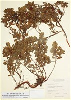 藏品(熊果)的圖片